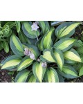Hosta ’Catherine’ квіти
